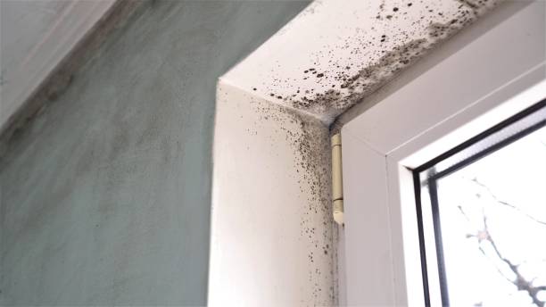 Best Residential Mold Removal  in Eslon, CA