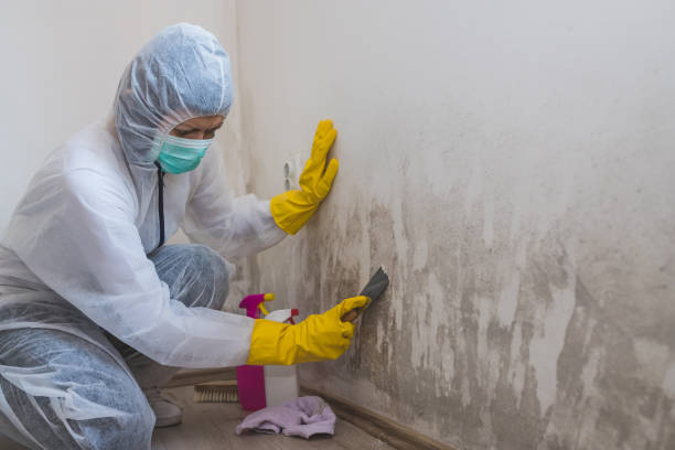 Best Crawl Space Mold Removal  in Eslon, CA