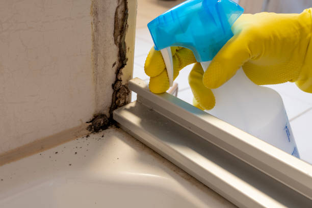 Best Toxic Mold Removal  in Eslon, CA