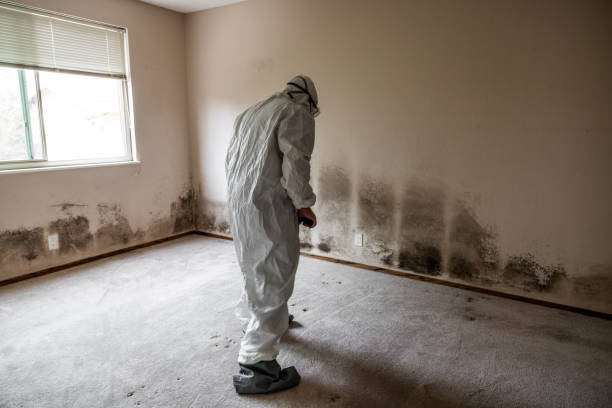 Best Mold Remediation Services  in Eslon, CA