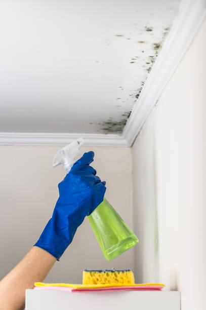 Best Certified Mold Removal  in Eslon, CA